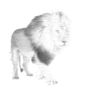 wild lion